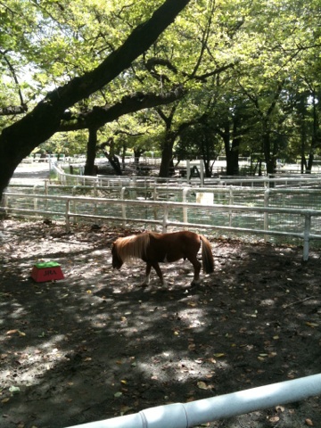画像こんばんは・・・(^-^)娘が写メで送ってくれた馬事公苑の写真・・・娘のお気に入りの場所みたいです・・ 098