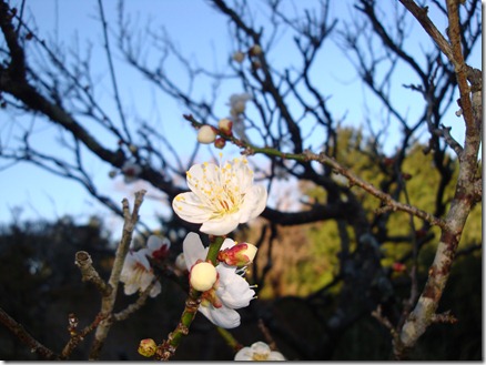 2011_0119_094713-DSC02665