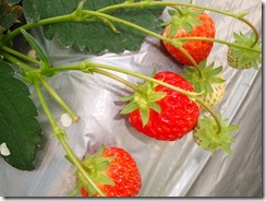 2011_0119_124551-DSC02673