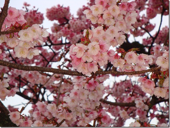 2011_0208_170655-DSC02744