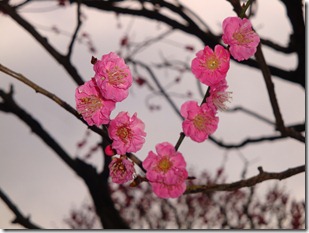 2011_0209_123554-DSC02764