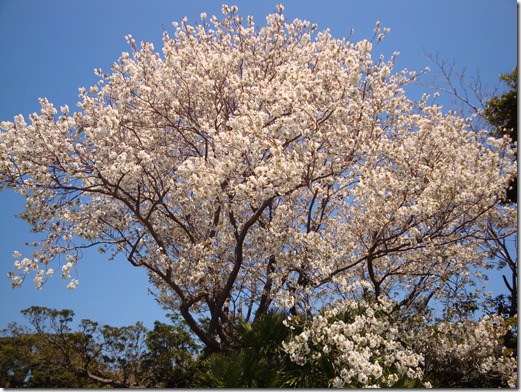 2011_0405_120033-DSC02986