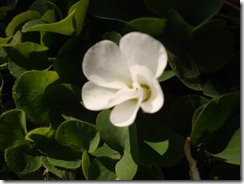 2011_0405_140531-DSC03025