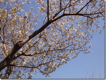 2011_0405_141710-DSC03029